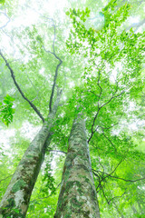 Fototapeta premium green forest in the morning