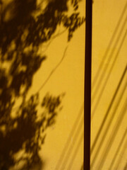 abstract shadow of tree on yellow wall background
