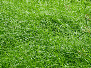 green grass in meadow