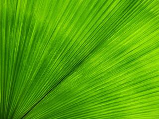 Obraz premium green palm leaf with shadow of tree in sunlight