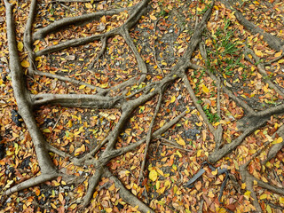 root of banyan tree on the ground with colorful autumn leaf in the park
