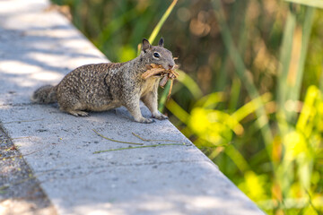 Californian ground squirrel holds sticks and tree bark in its mouth.