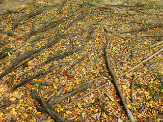 root of banyan tree on the ground with colorful autumn leaf in the park