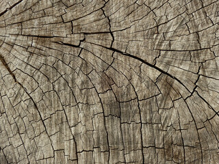 aged stump wood with crack texture