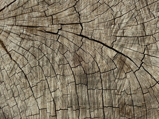 Fototapeta premium aged stump wood with crack texture