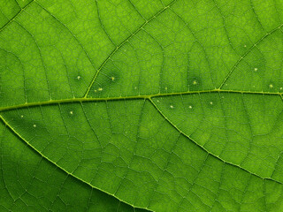 close up green leaf texture