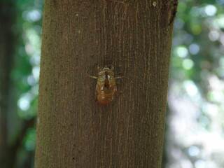 cicada on the tree