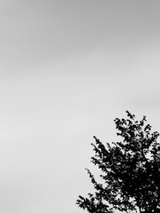 silhouette of tree with sky background, black and white style