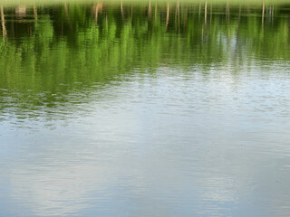 Fototapeta na wymiar reflection of tree in the water