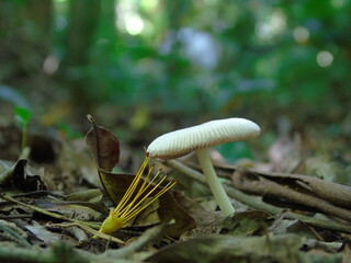 mushroom in the woods