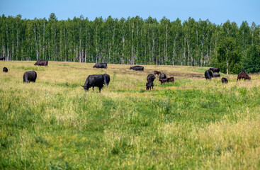 Herd of cows grazes on a green meadow. Summer sunny day. Close-up portrait photo.