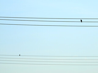 pigeon on electric wire silhouette with blue sky background