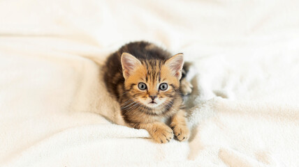 Fototapeta na wymiar Cute striped kitten playing at home. Charming domestic cats