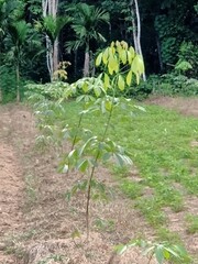 Rubber trees plantation in Thailand.