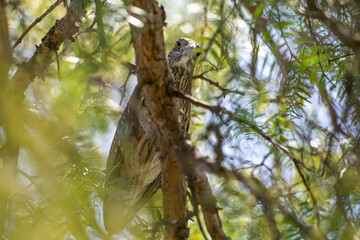 Black-crowned night heron (Nycticorax nycticorax) sits on a tree.  