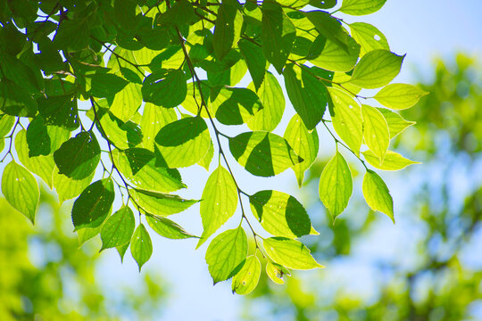 19 4 件の最適な 森林浴 画像 ストック写真 ベクター Adobe Stock