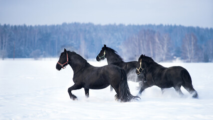 Wonderful  running mustang horses on the snow
