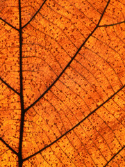 dry brown leaf texture ( teak leaf )