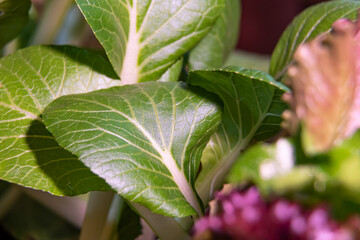 Obraz premium Homegrown organic Bok Choy asian green vegetable indoor greenhouse environment with healthy, green looking leaves. 