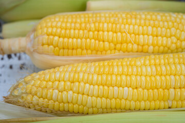 Yellow Sweet corn ears background