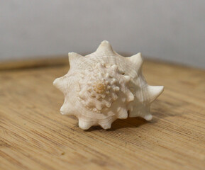 Caracol sobre tabla de madera