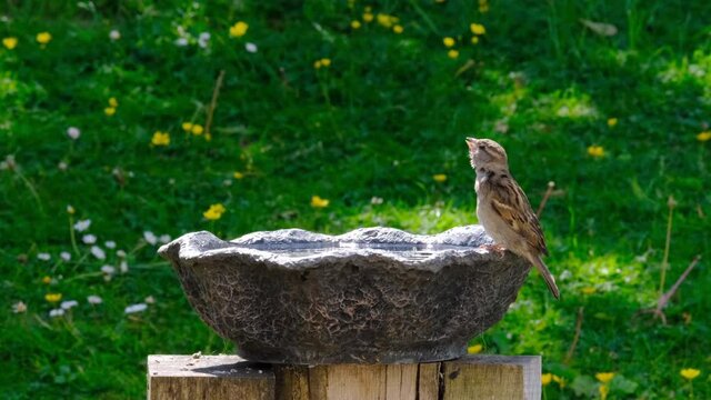 Birds drinking in a bird bath in UK garden