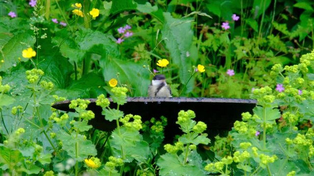 Small bird drinking and washing in a bird bath in UK garden