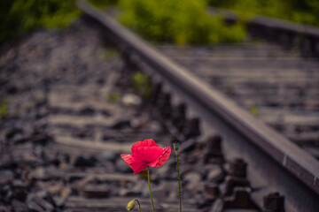 red rose on railway