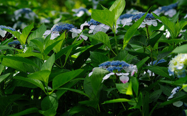 blue and white hydragea