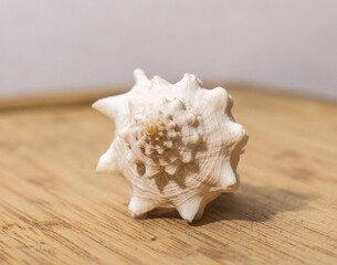 Caracol sobre tabla de madera