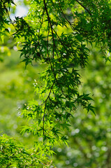 green leaves in the forest