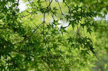 green leaves in the forest