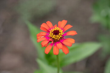 Blooming zinnia