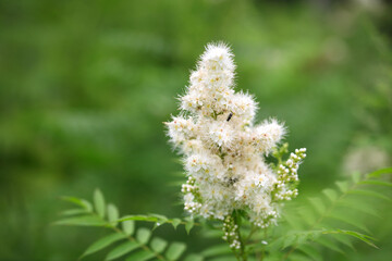 Pearl Plum in the Wild