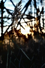 Obraz premium HDR | Sunset in the woods