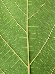 green leaf texture ( teak leaf )
