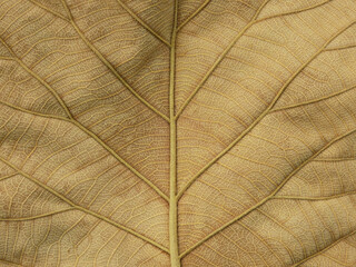 dry brown leaf texture ( teak leaf )