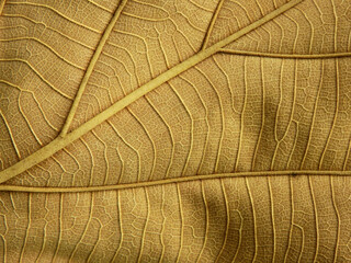dry brown leaves texture ( teak leaves )