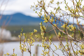 Willow tree in spring time with small buds emerging with blurred mountain background and lake. 