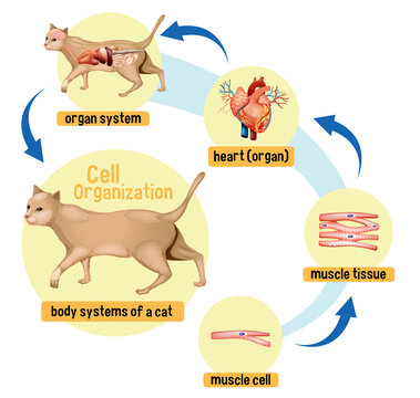 Diagram showing cell organization in a cat
