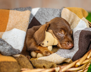 Brown flowering dachshund puppy sleeping on brown plaid with a teddy bear hugging