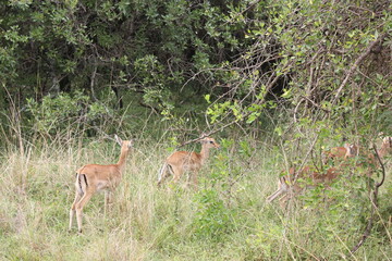 impala in the wild