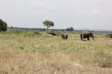 Naklejka na ściany i meble herd of elephants 
