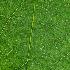 lush leaf texture, green natural background