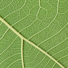 green leaf texture ( teak leaf ), close up view