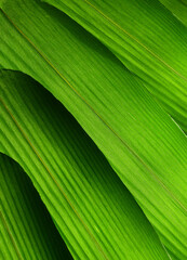 green bamboo leaves with line texture