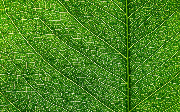close up green leaf of golden shower ( Cassia fistula L.)
