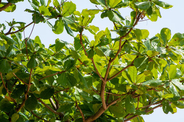 モモタマナの木