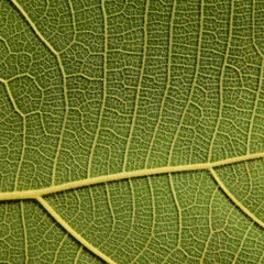 green leaf texture ( teak leaf )