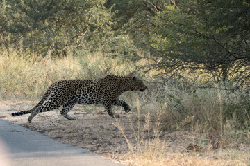 Kruger National Park: Panthera pardus leopard